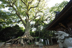 光岡八幡宮の大楠