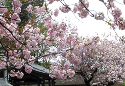 鎮国寺 花まつり