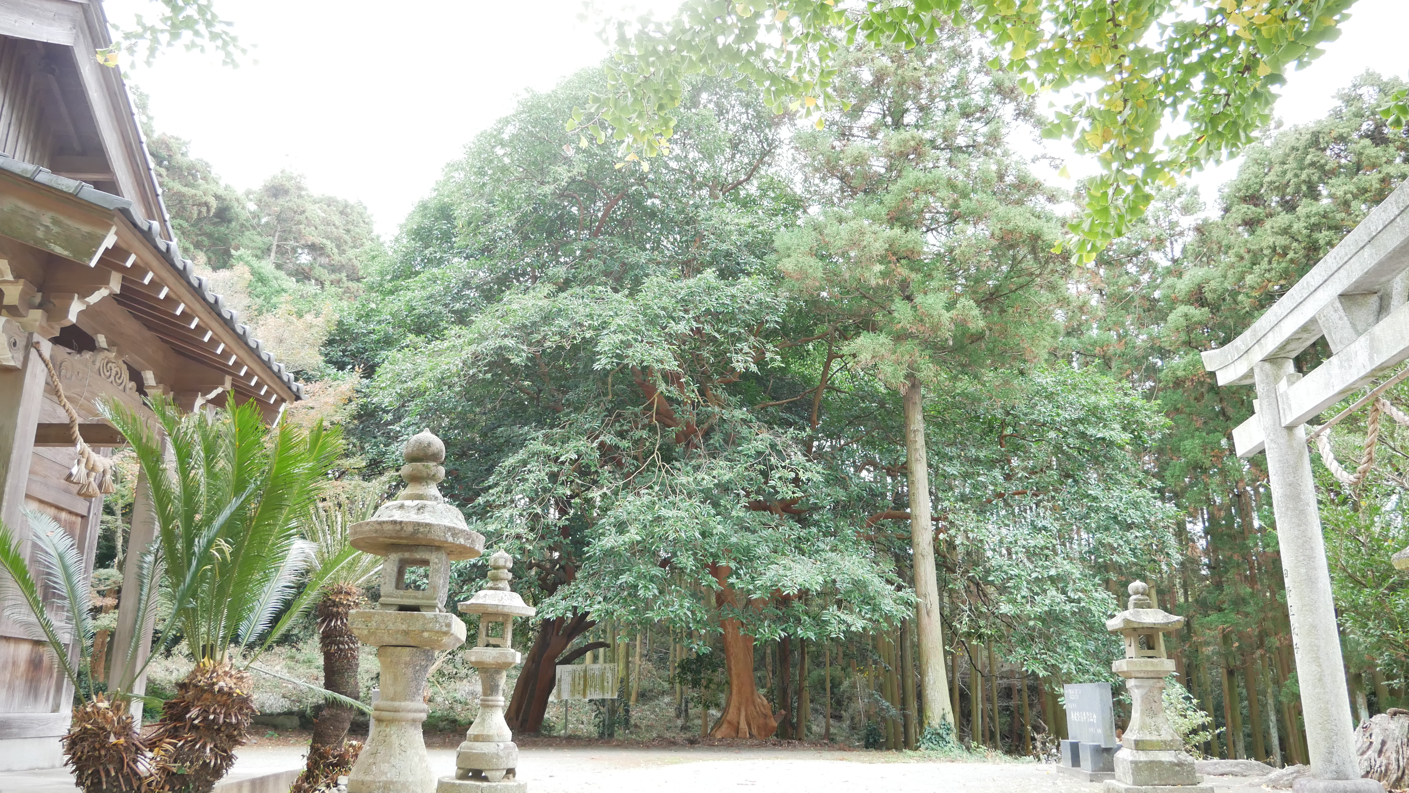 依岳神社バクチの木