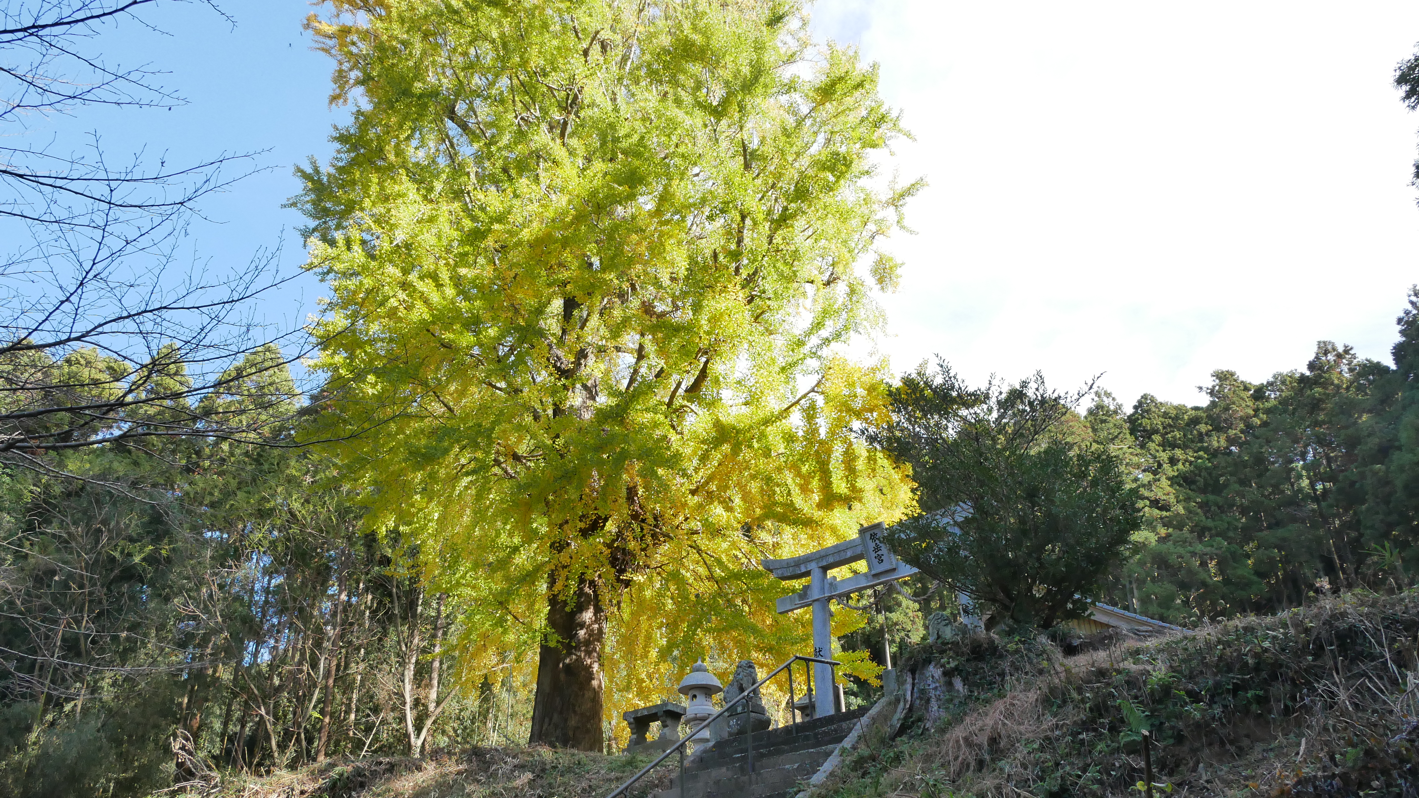 依岳神社イチョウの木①