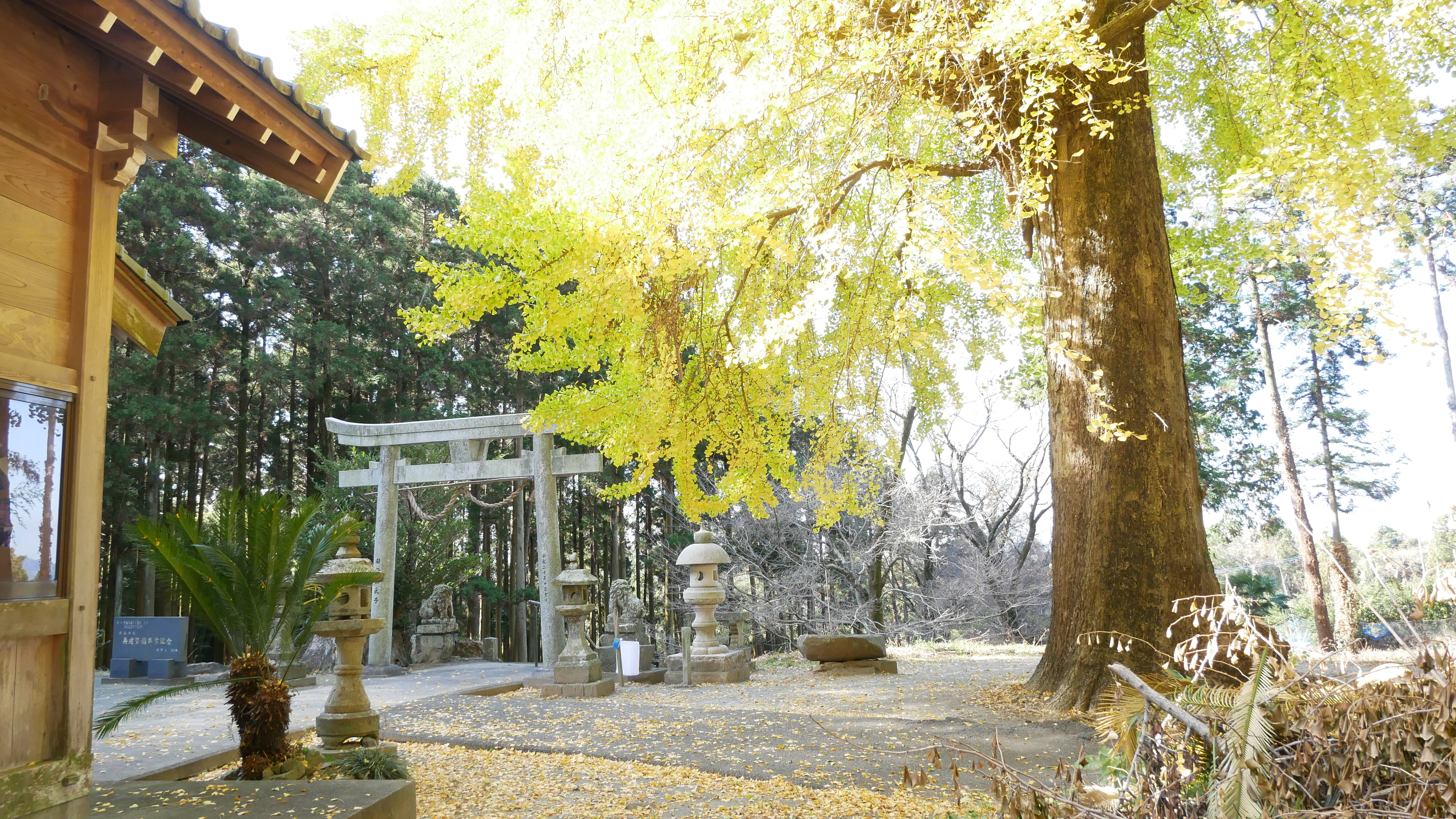 依岳神社イチョウの木②