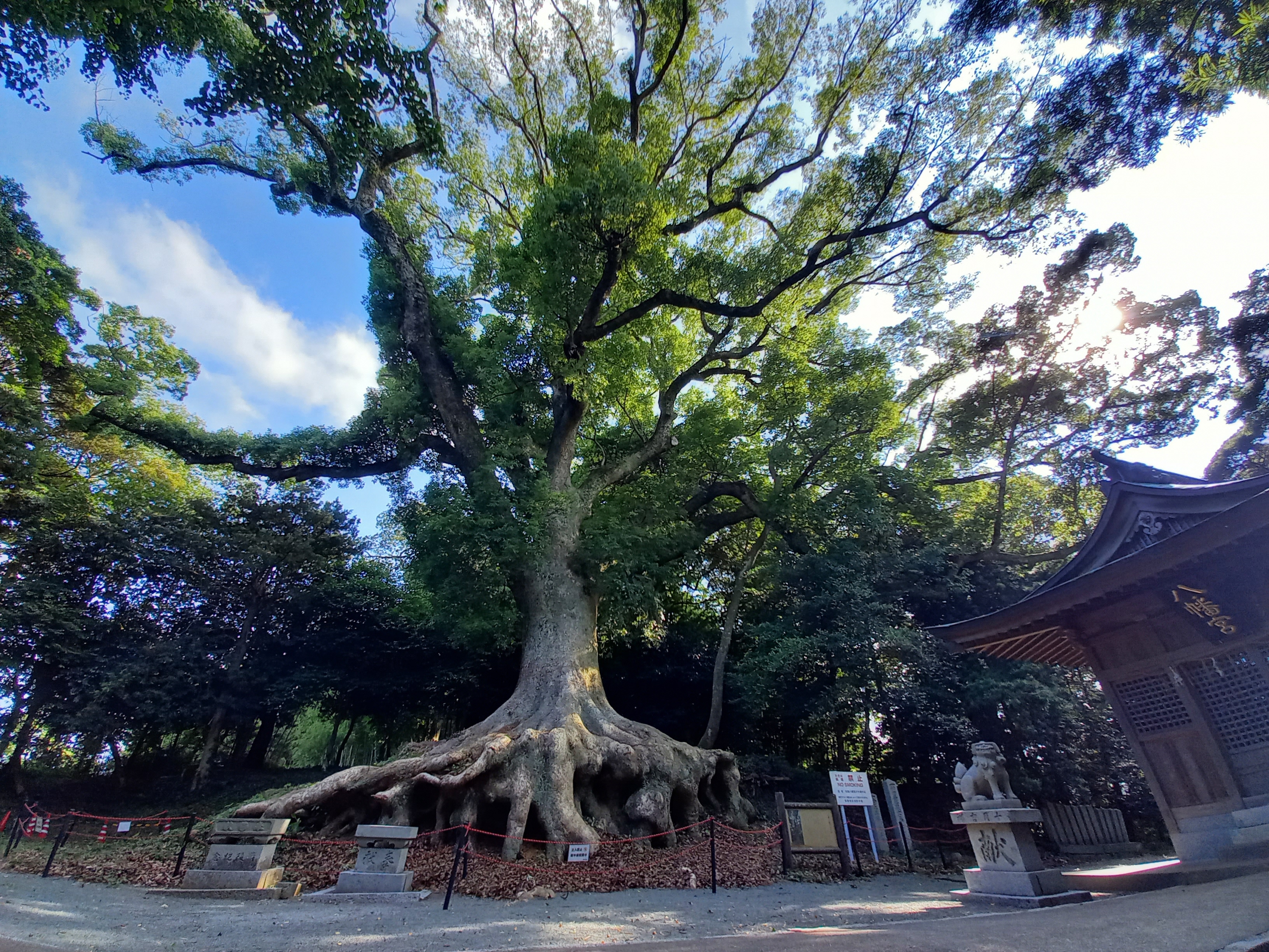 光岡八幡大楠②