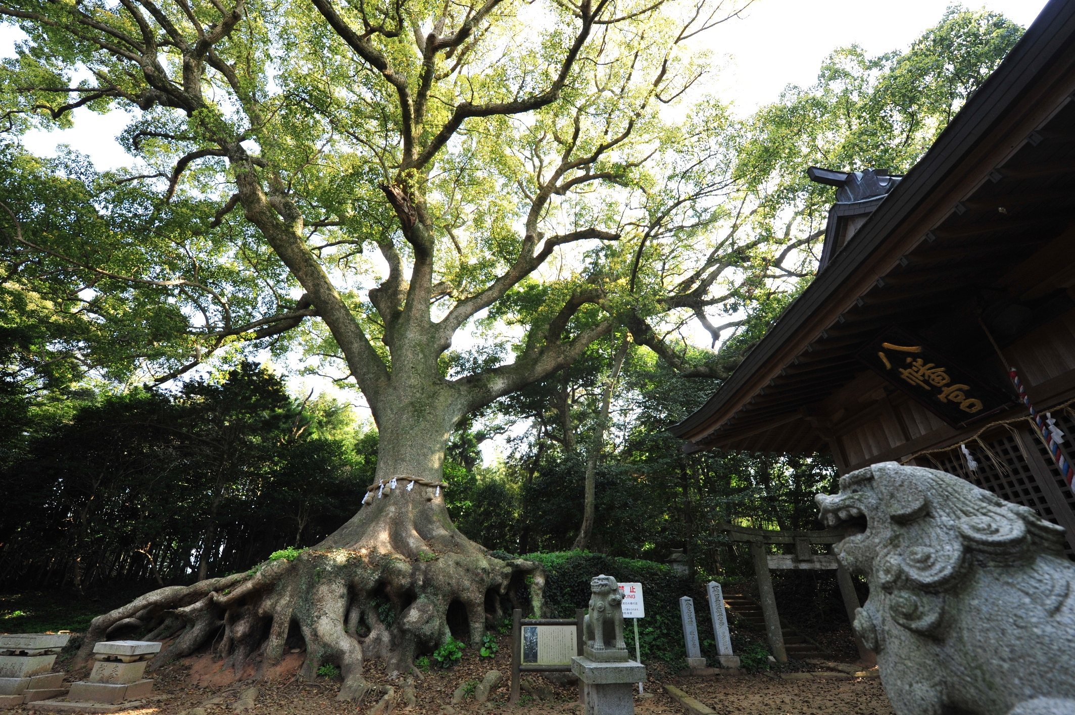 光岡八幡大楠①