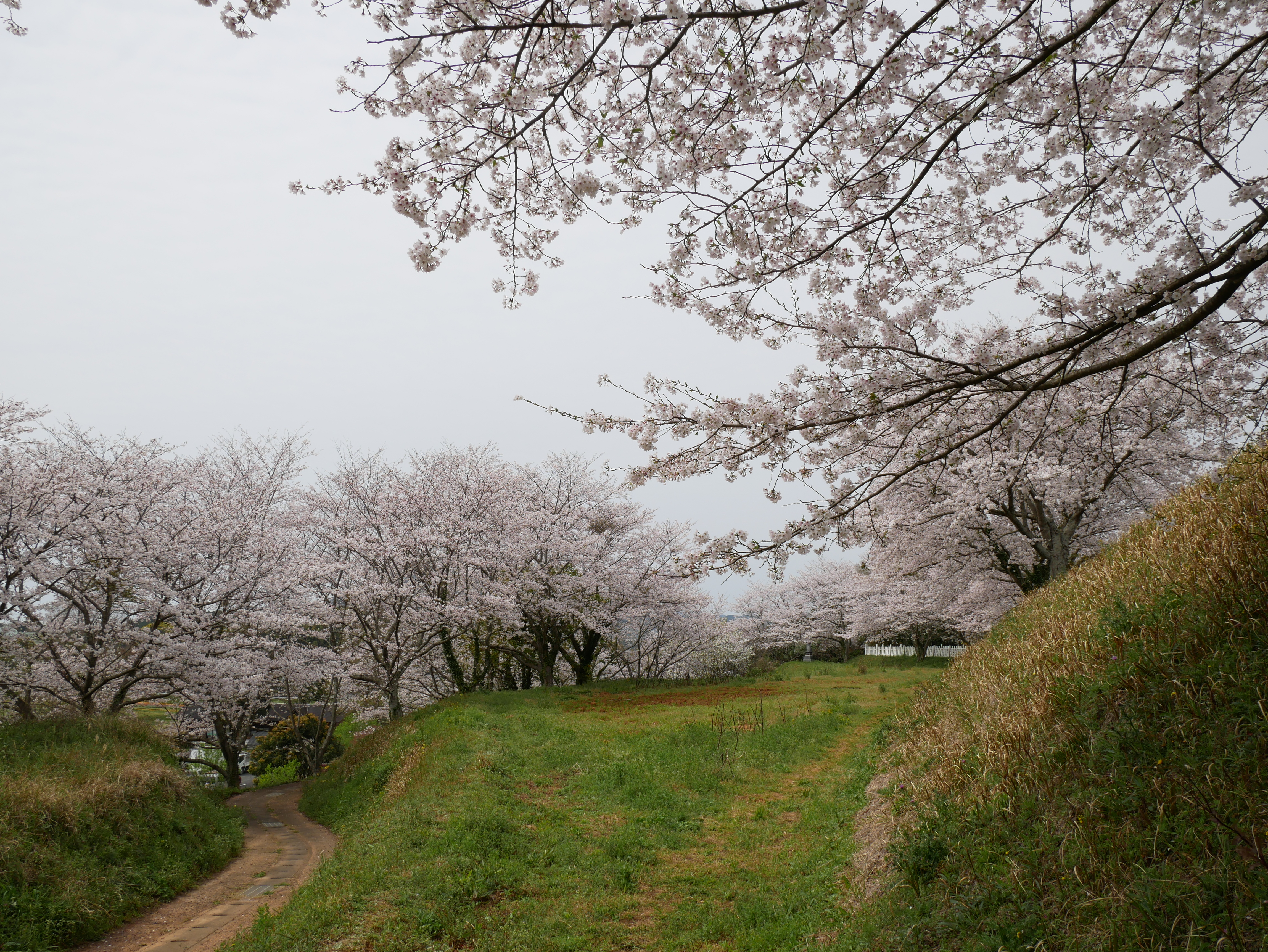 正助ふるさと村桜①