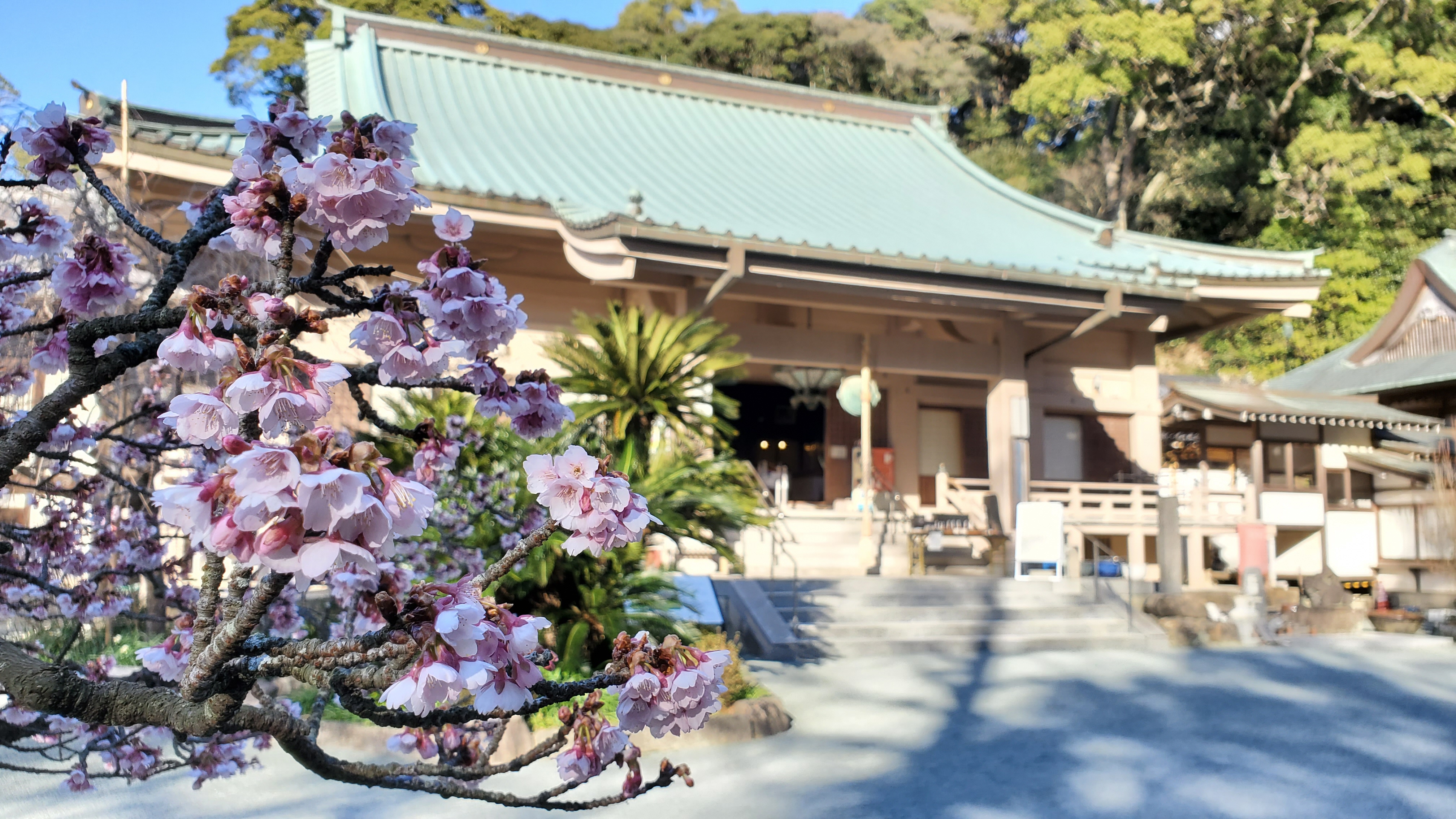 鎮国寺（熱海桜）