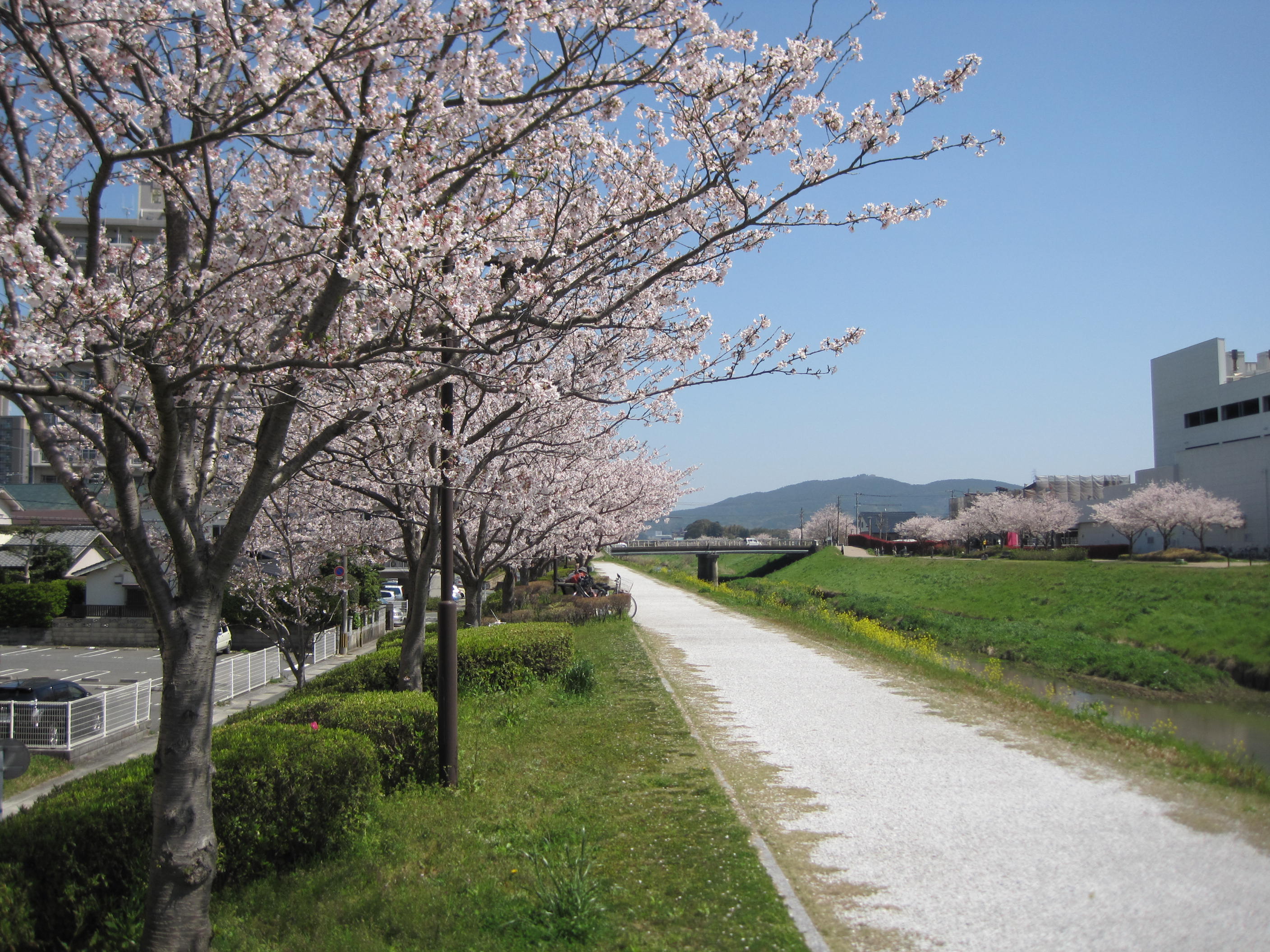 釣川桜つづみ