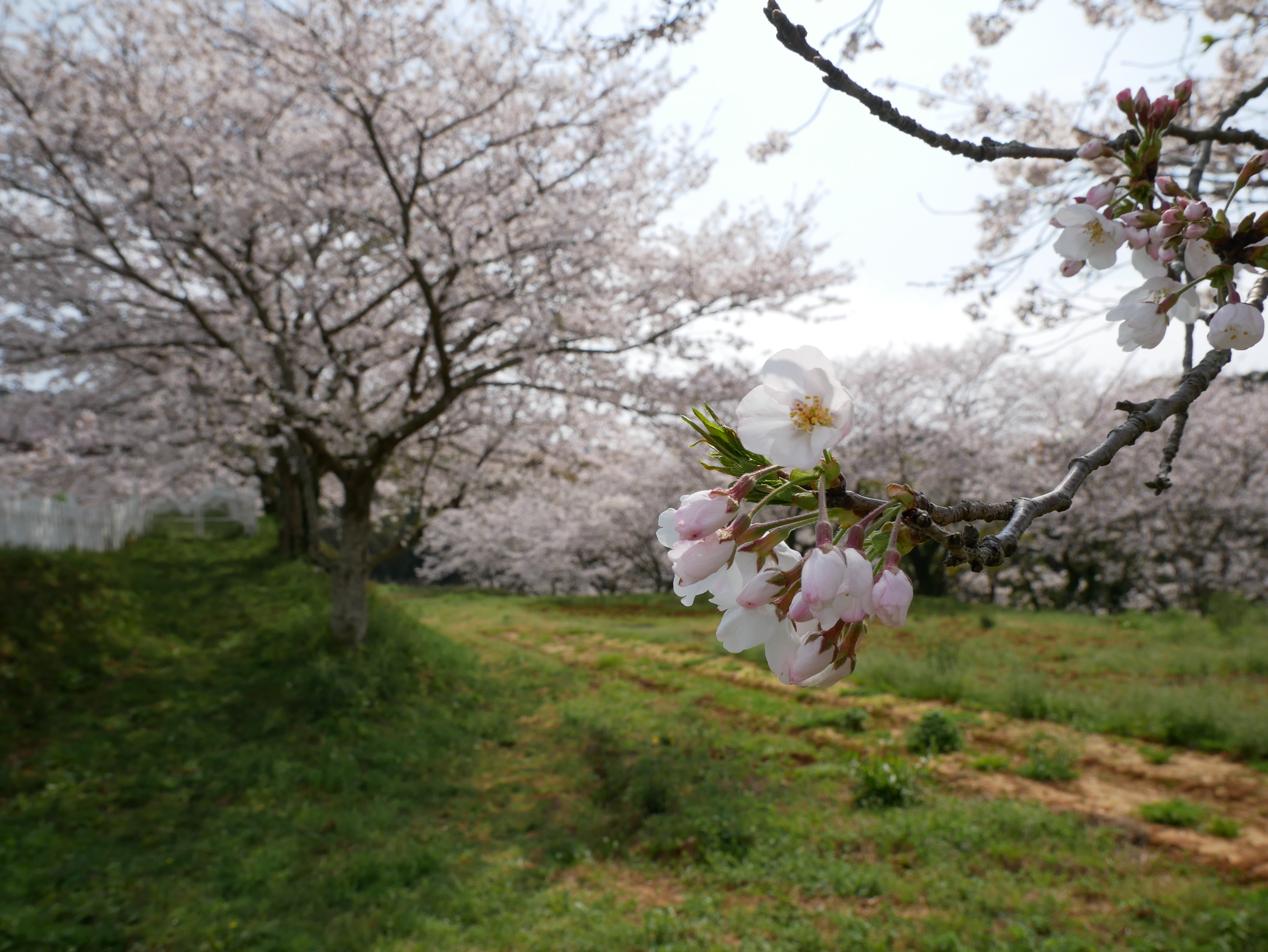 正助ふるさと村桜②