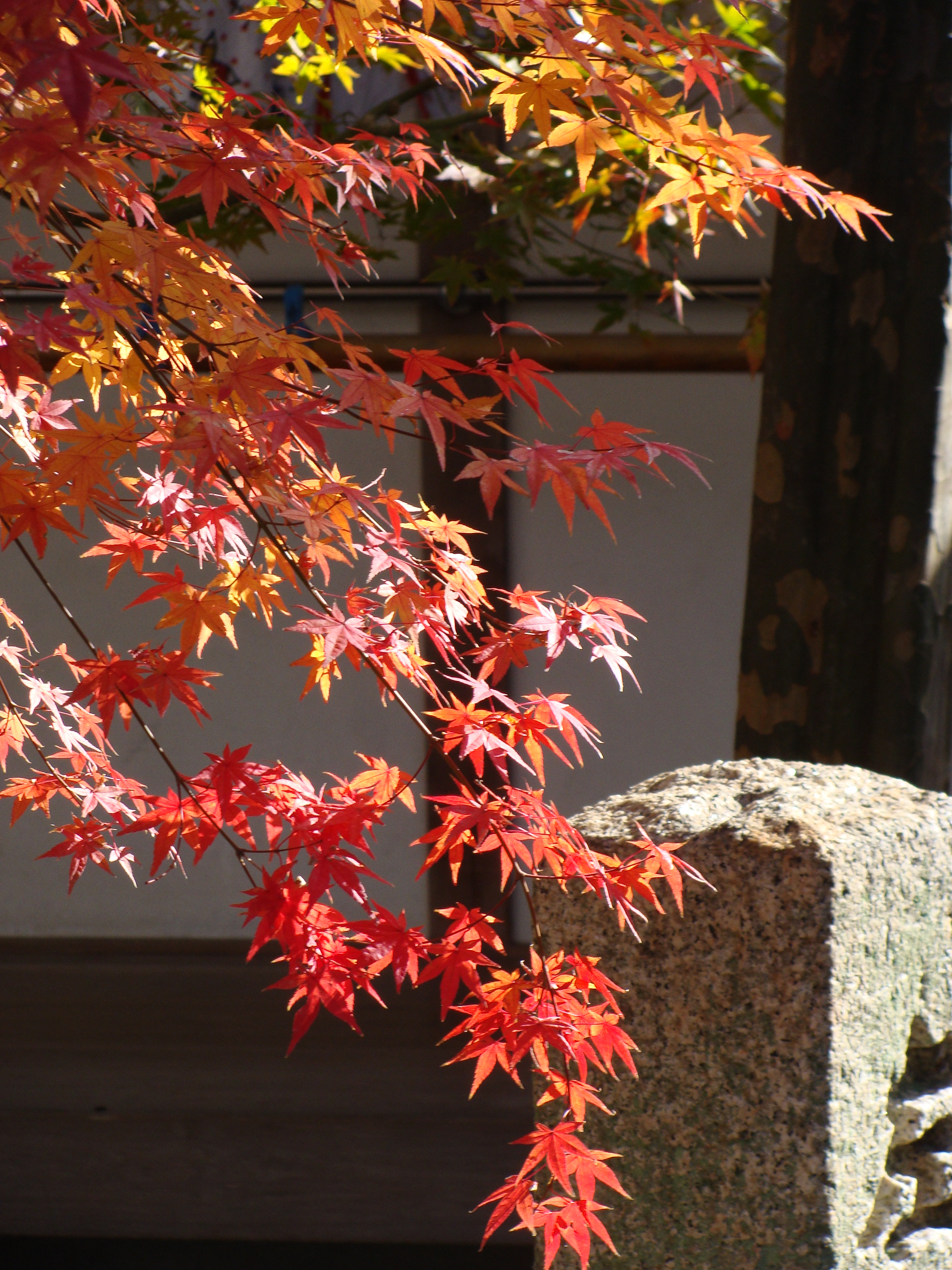 鎮国寺紅葉④