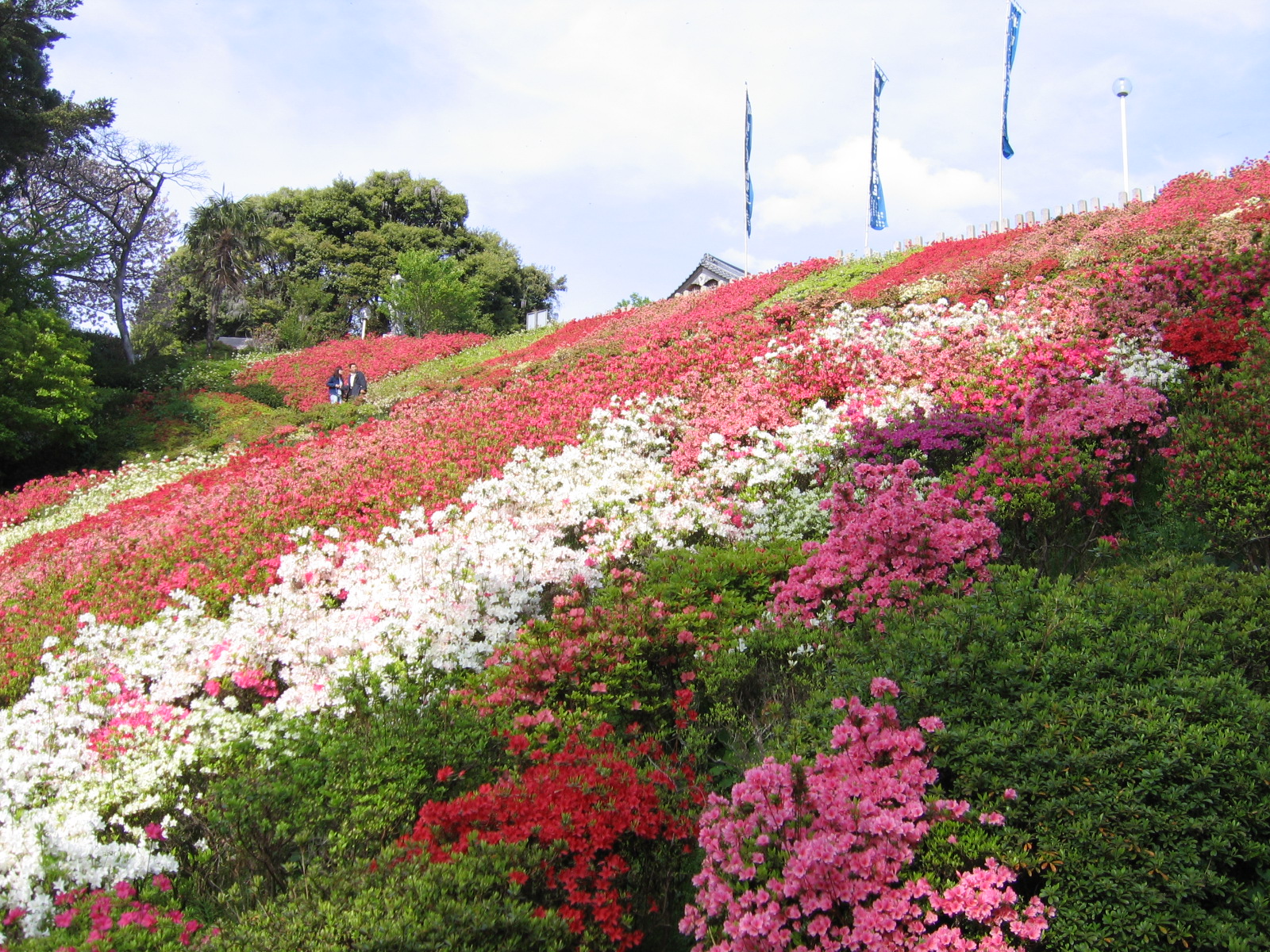 鎮国寺つつじ②