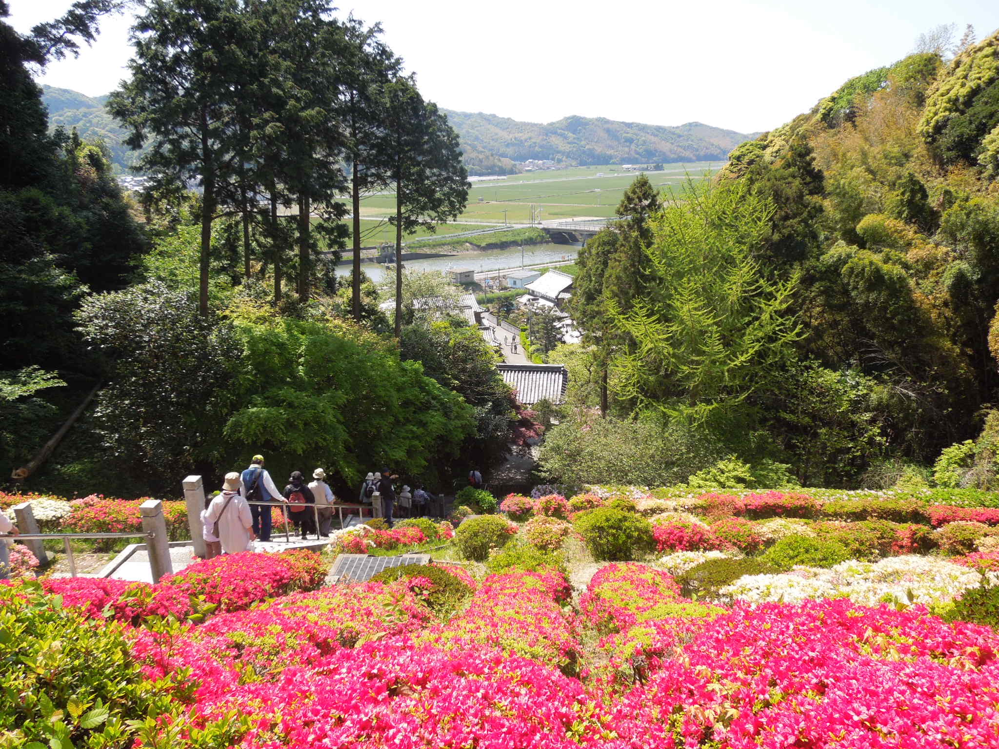 鎮国寺つつじ①