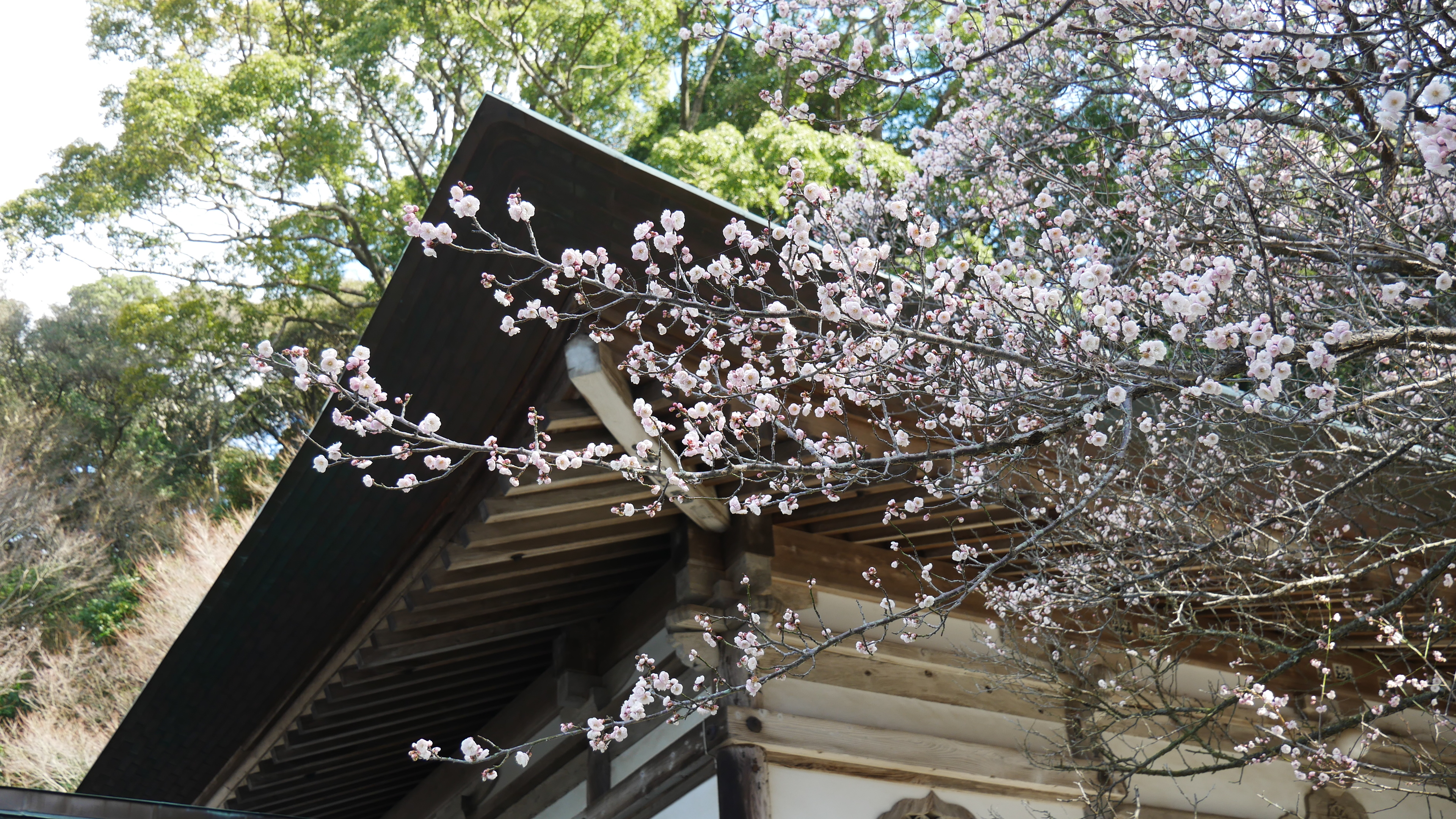 鎮国寺梅①