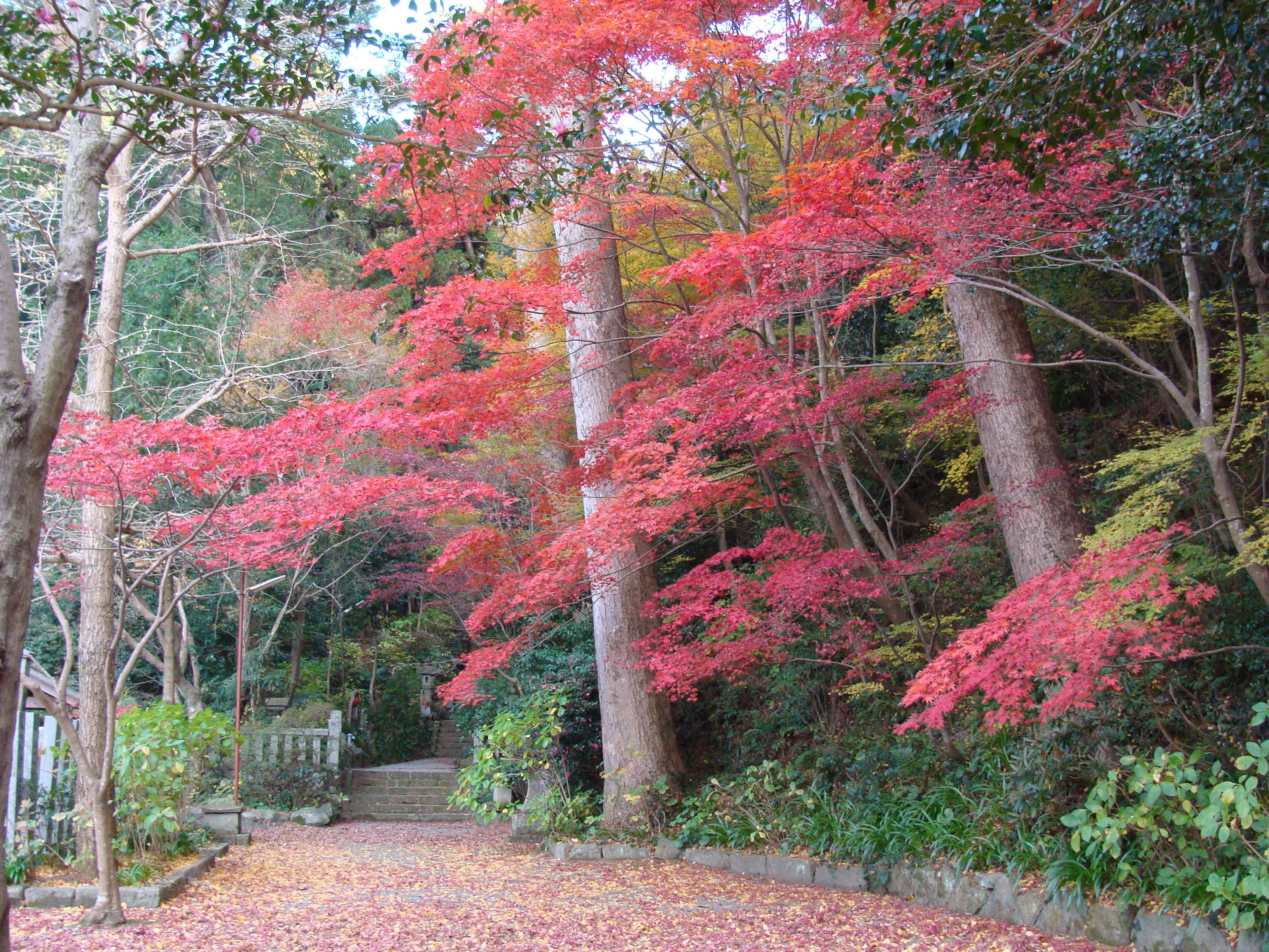 鎮国寺紅葉①