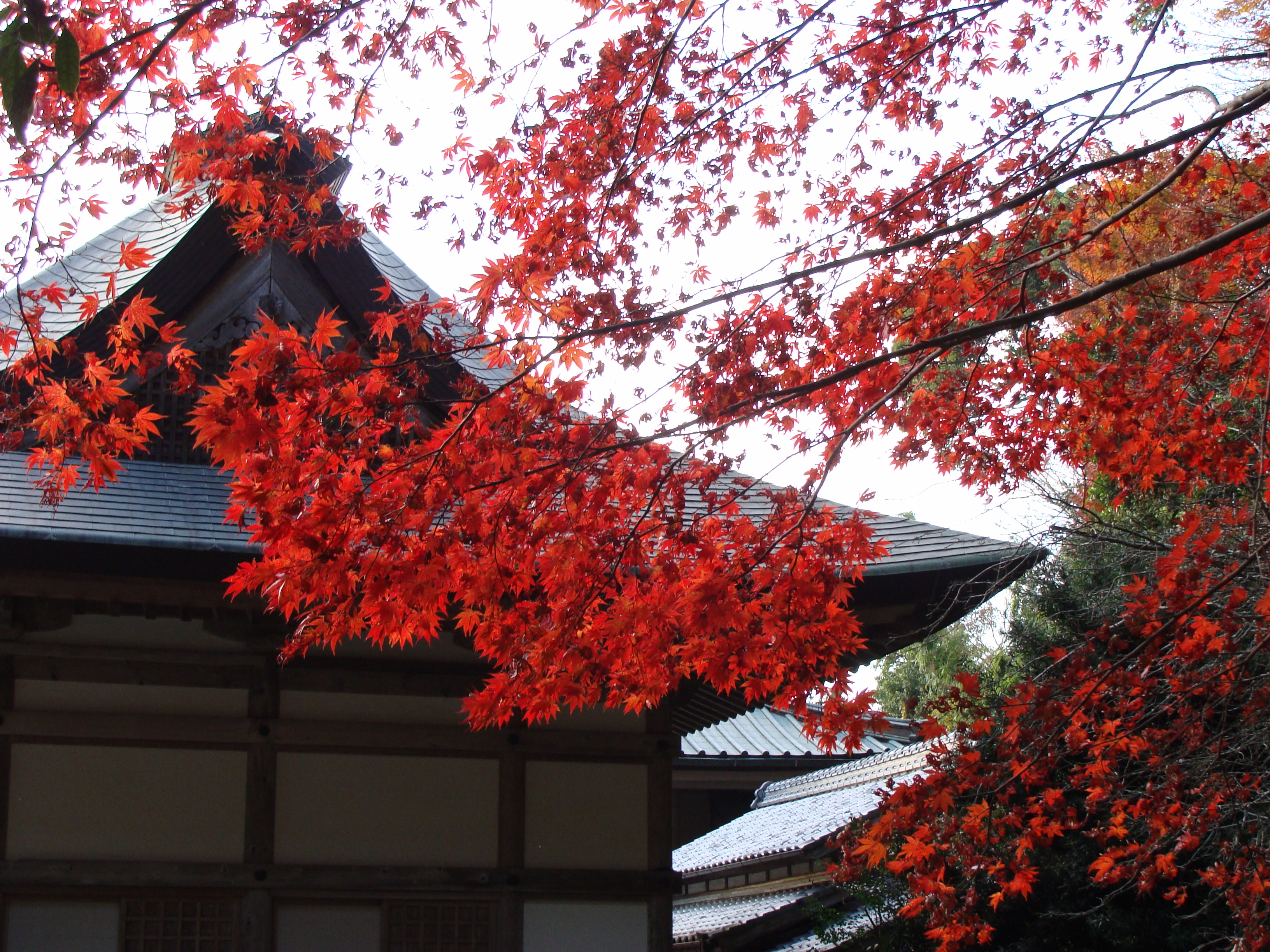 鎮国寺紅葉②