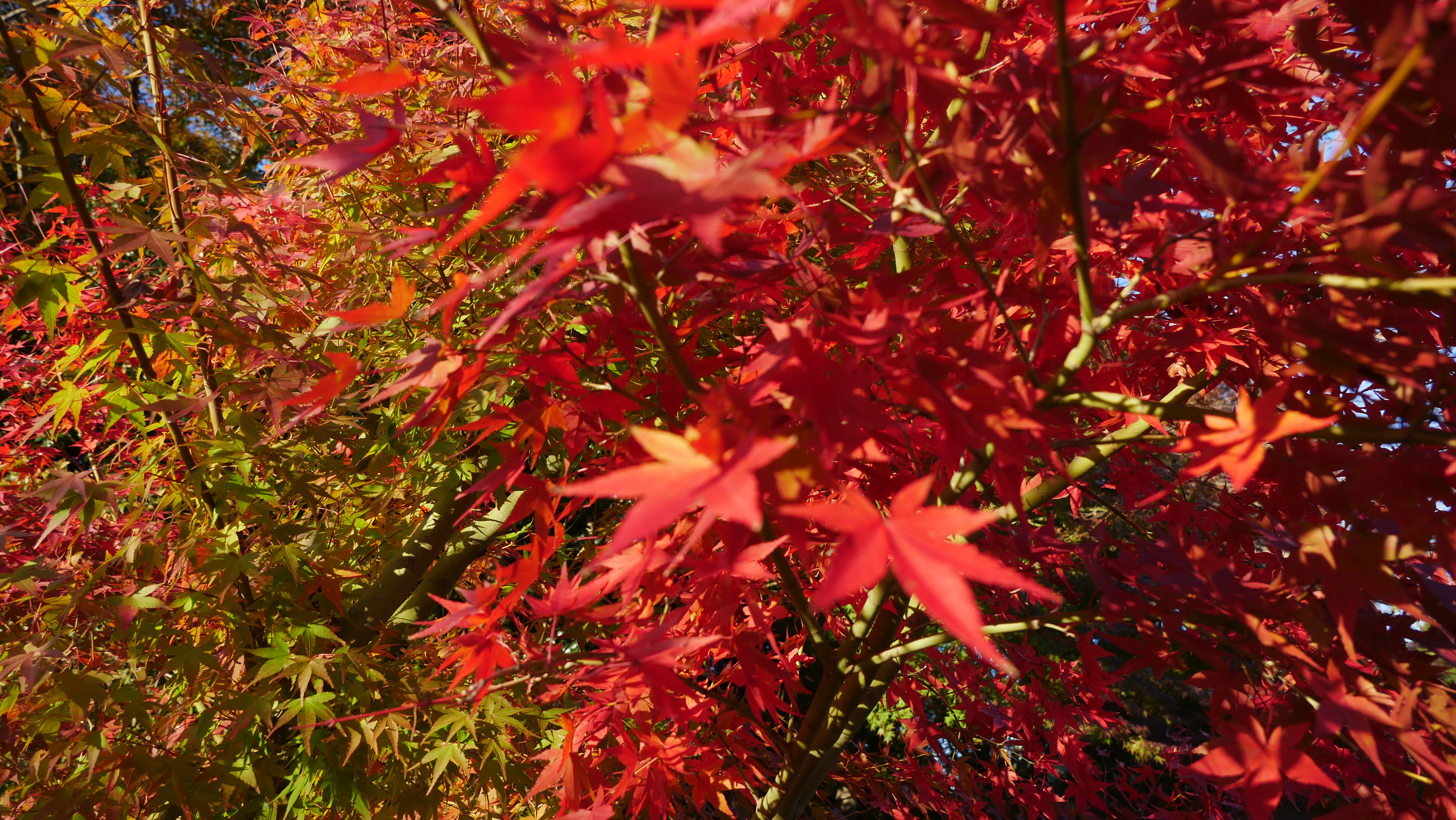 鎮国寺紅葉③