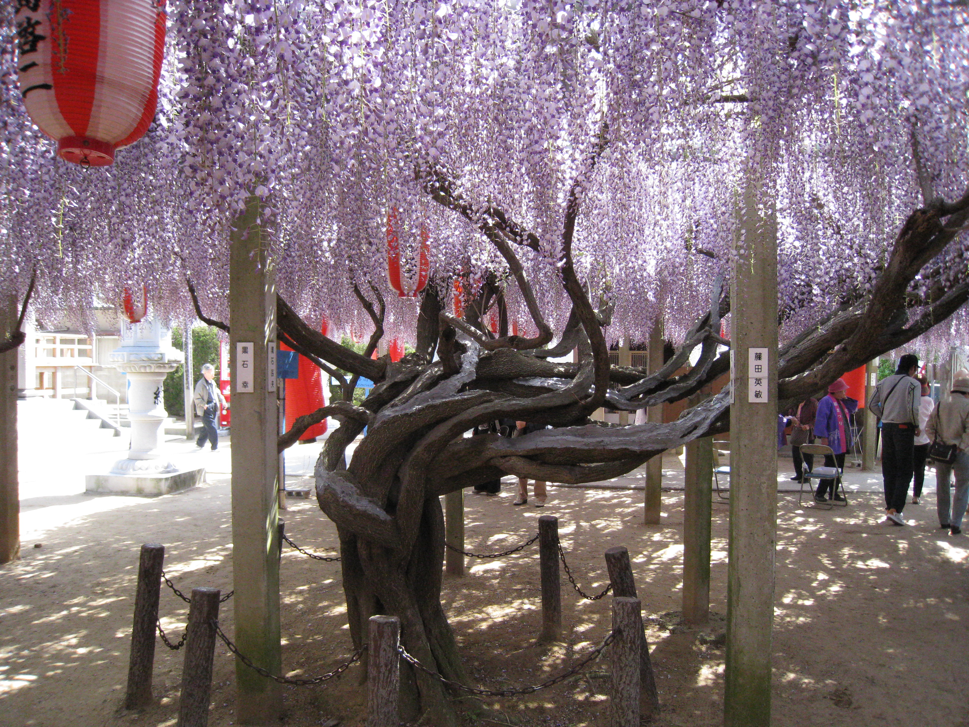 浄光寺藤の花