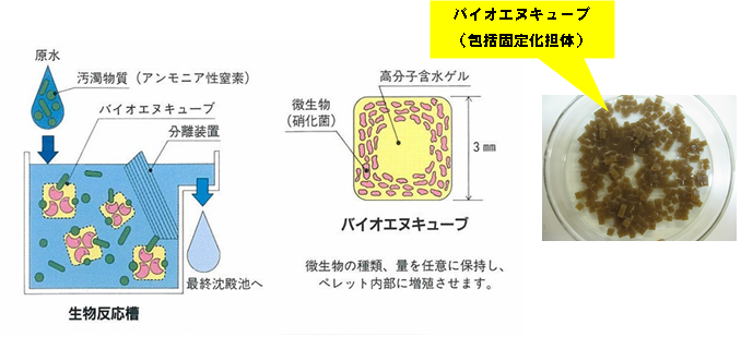 バイオエヌキューブ図