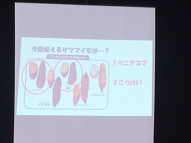 今回はベニアズマとこうけいという種類を植えます