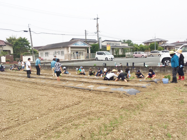 道路から見える場所に畑がありました