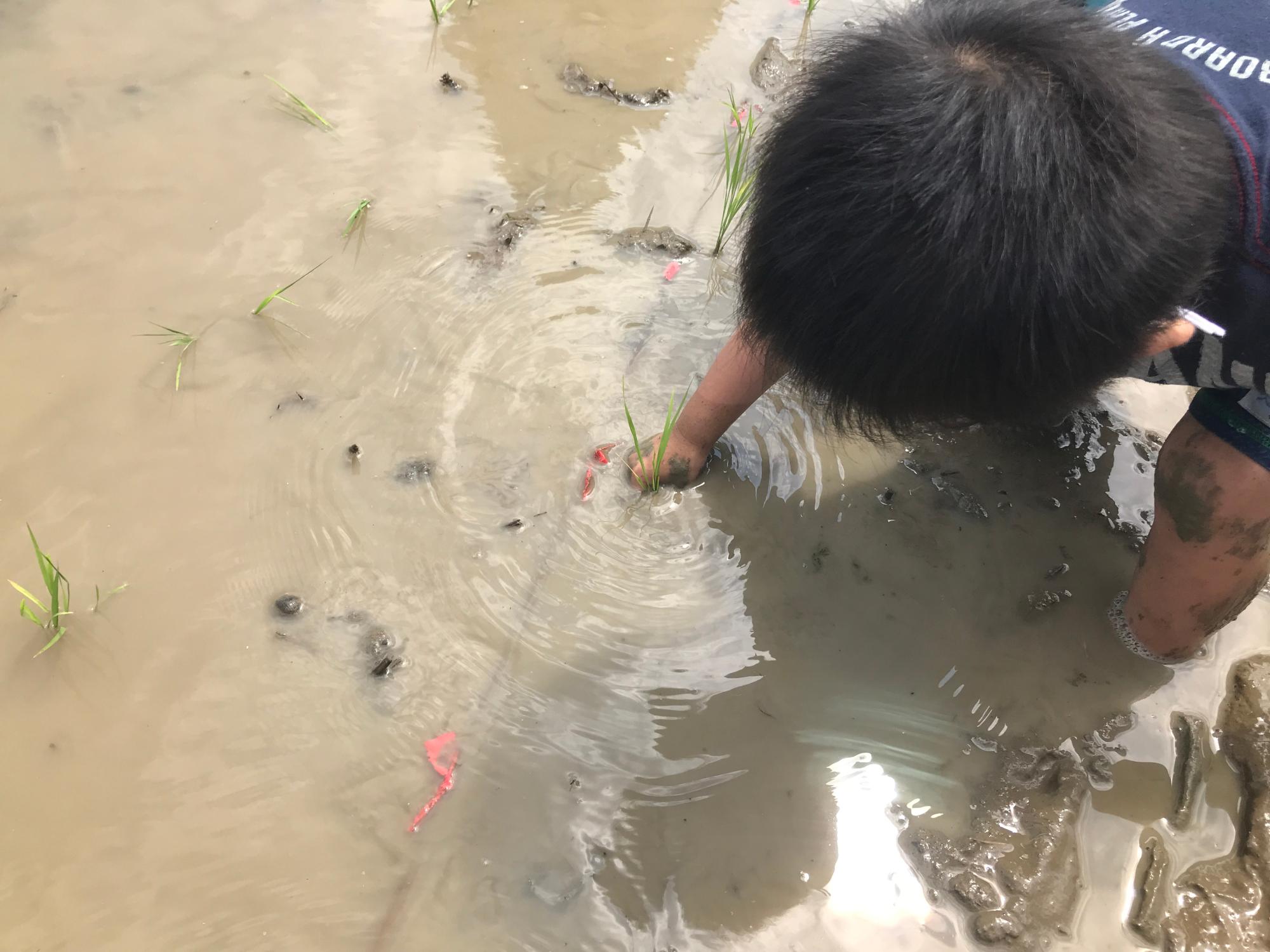 泥だらけになりながら頑張っています