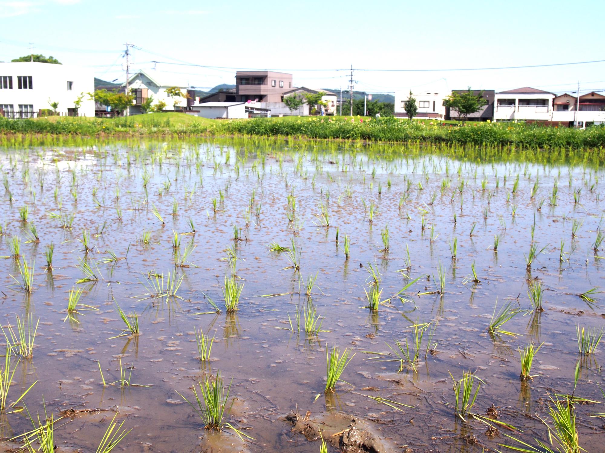 田植え完了。収穫の日が楽しみです