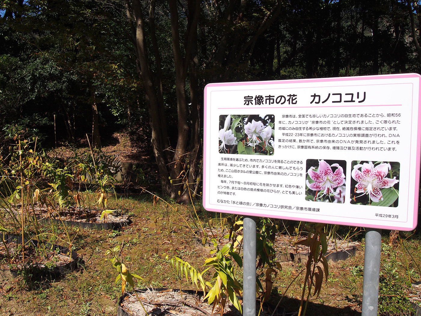 市の花カノコユリも咲いています