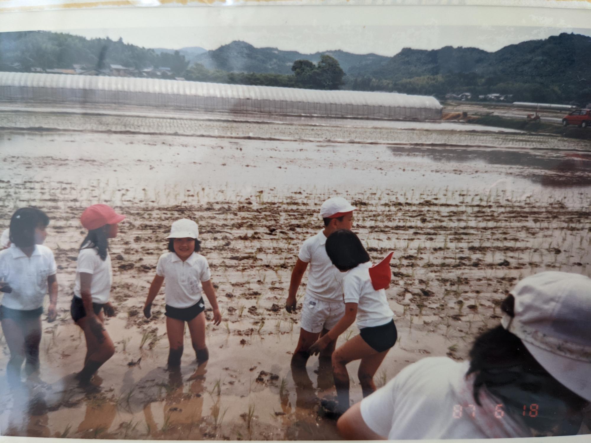 小学校時代の田植え体験