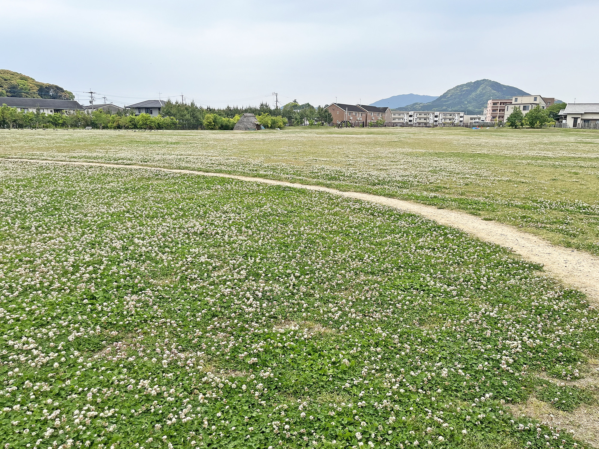 一面に広がるシロツメグサ