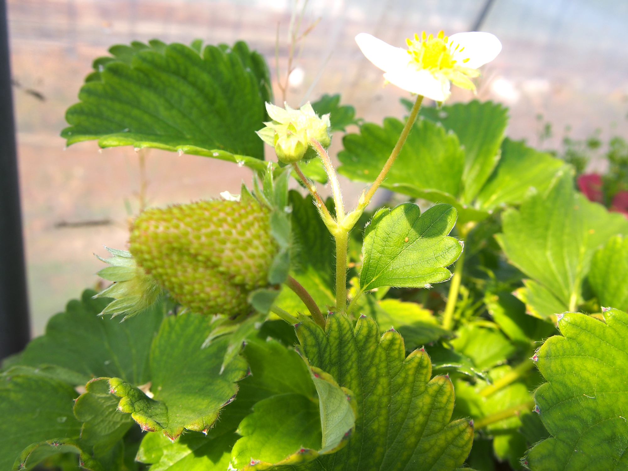 花と青い実。玉だしで甘くしていきます