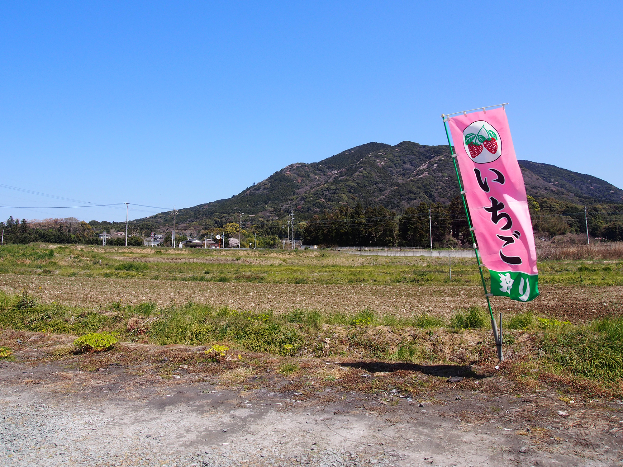 のぼりが目印の「玄海いちご狩り農園」