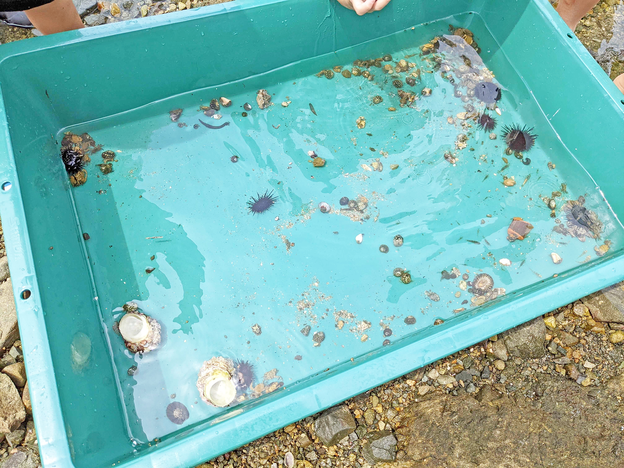 みんなが見つけた生き物たちが集められました