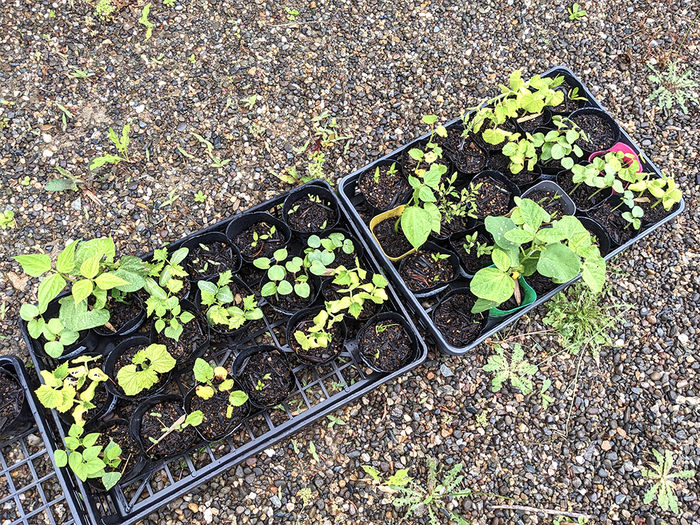 それぞれ好きな野菜の種を植えました。収穫が楽しみです！