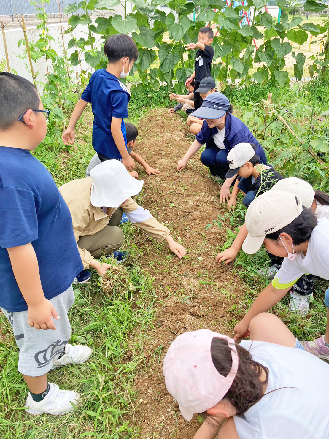 学校花壇にも大豆の種まき。大きくなあれ