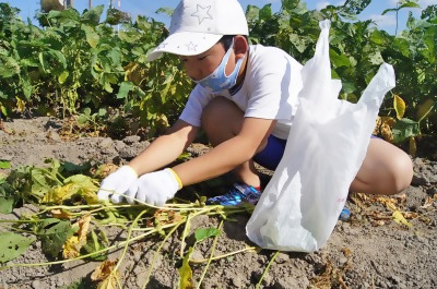 腰を落として一生懸命収穫