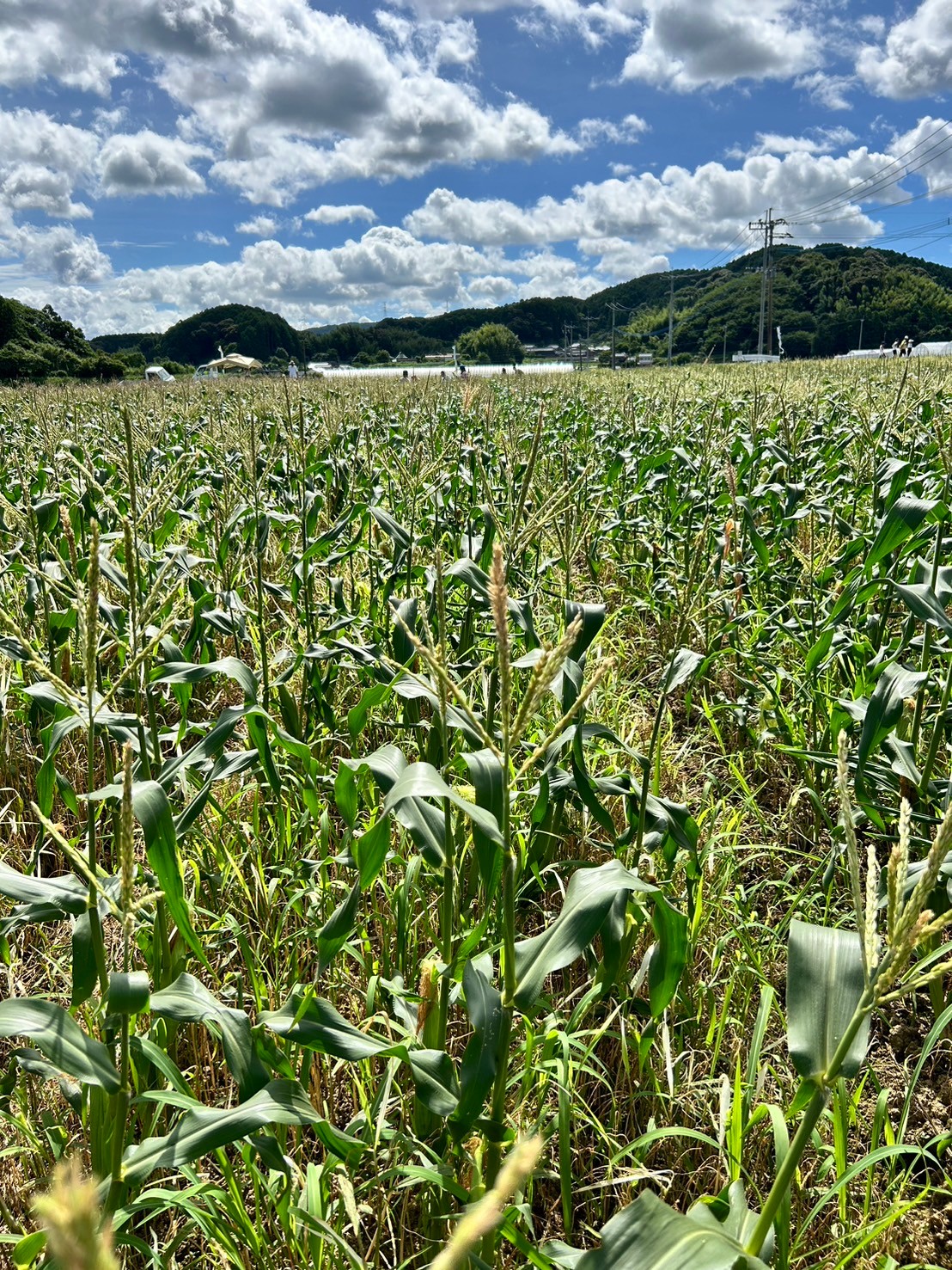 広がるとうもろこし畑