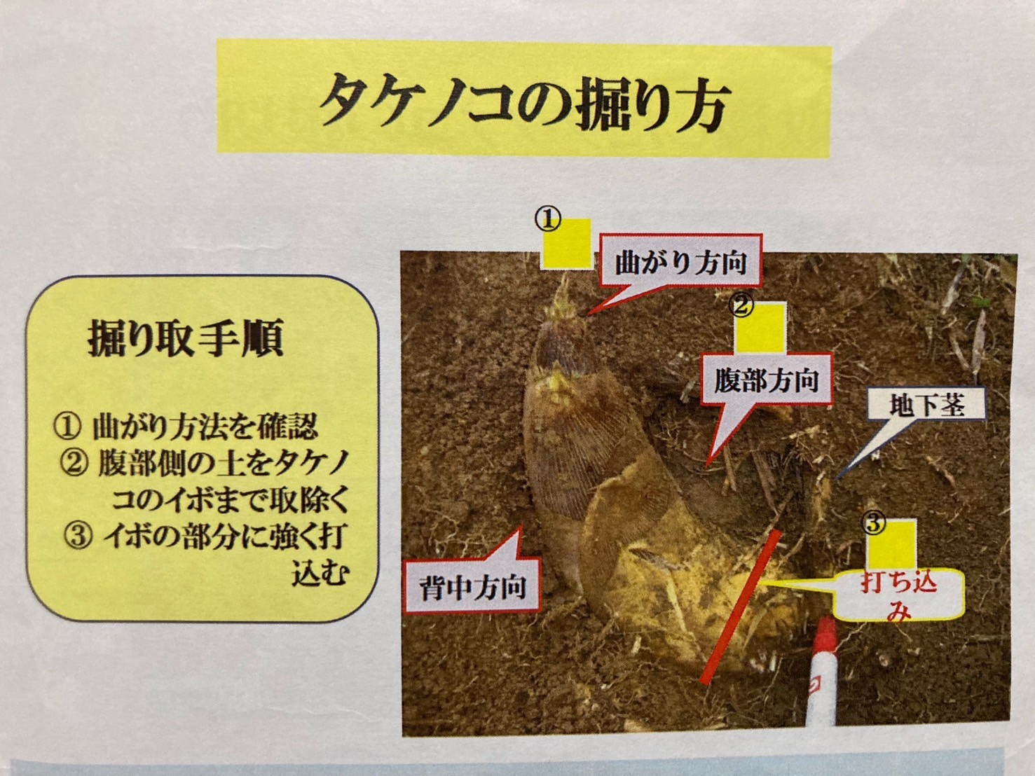 タケノコの掘り方