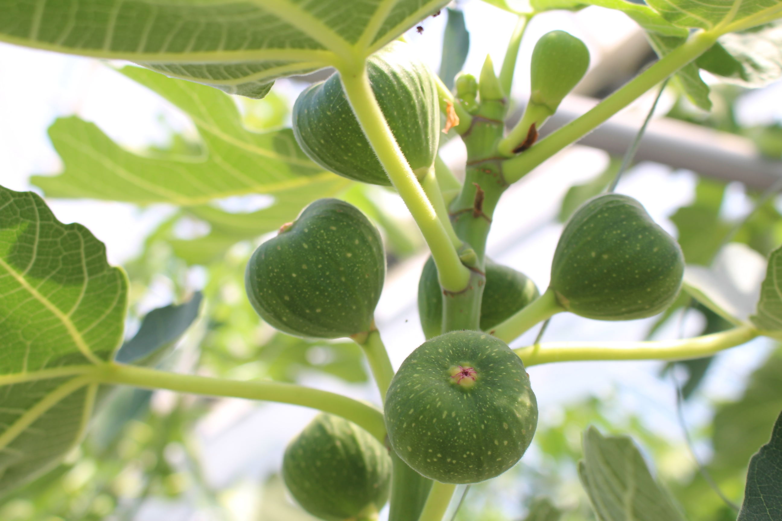 7月上旬の「とよみつひめ」