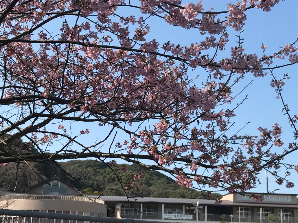 桜1