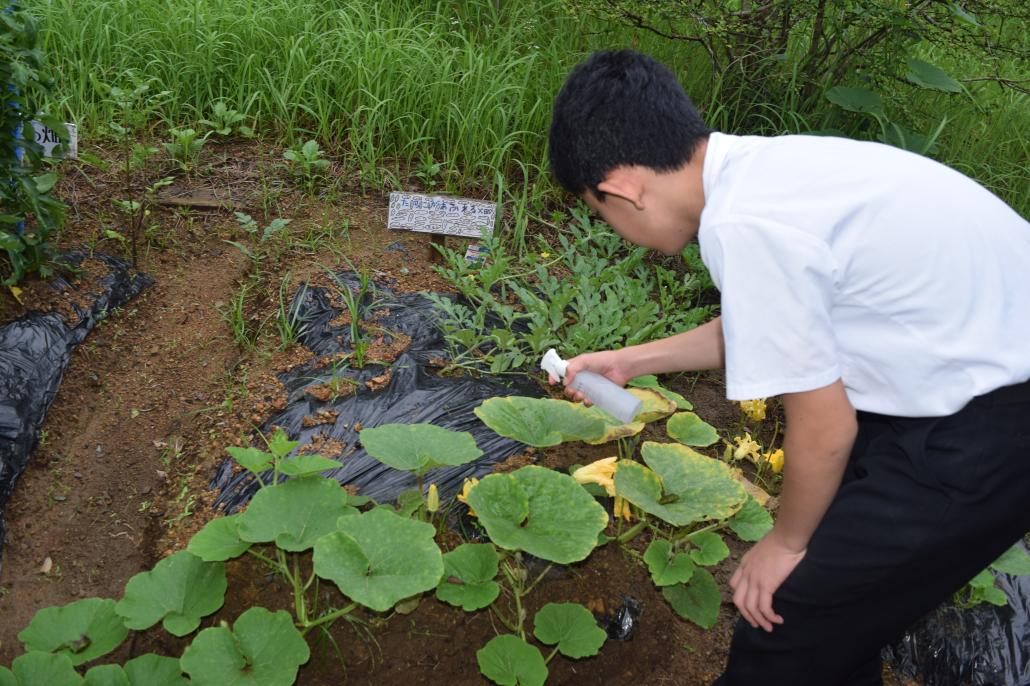 野菜