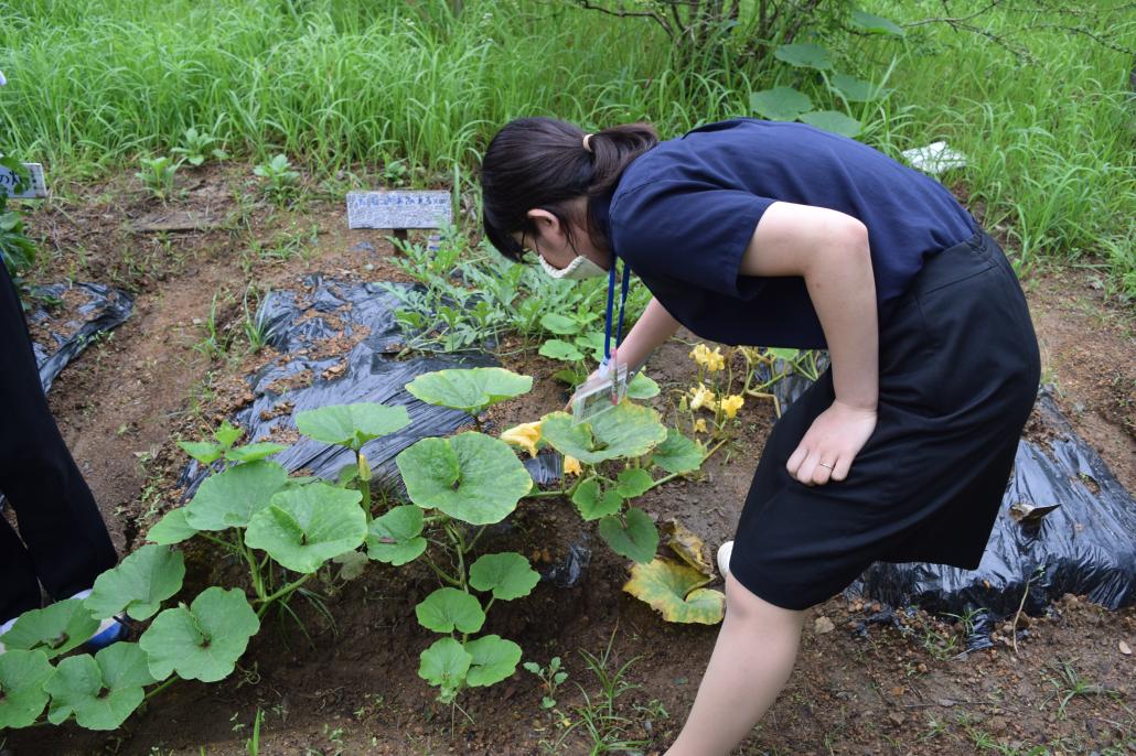 野菜