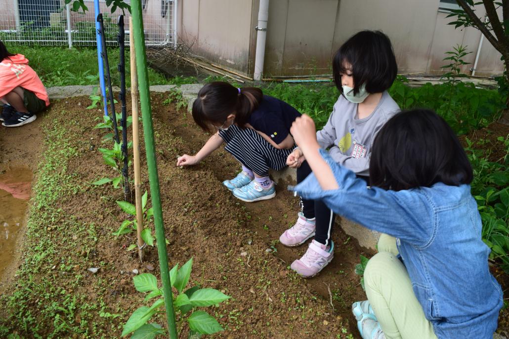 野菜づくり