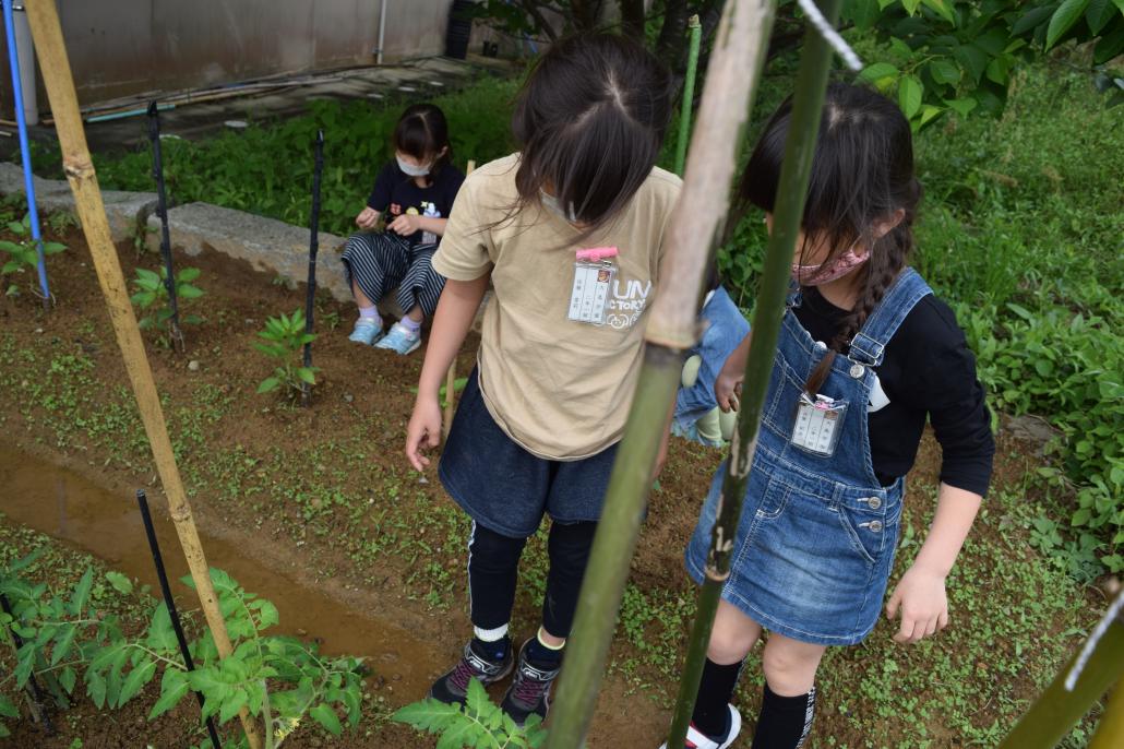 野菜づくり