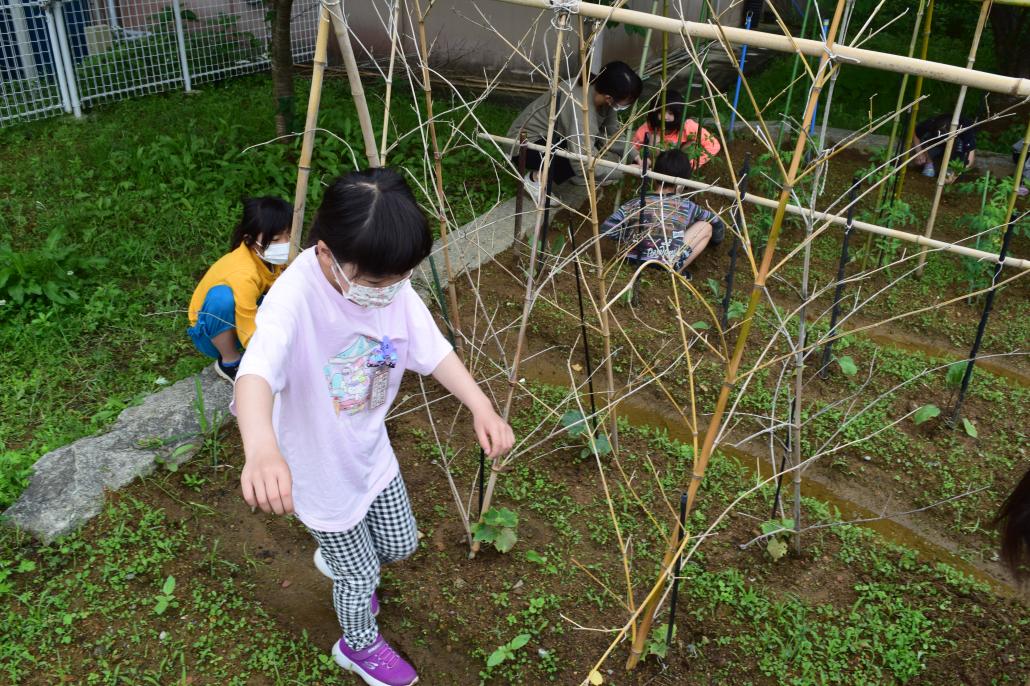 野菜づくり