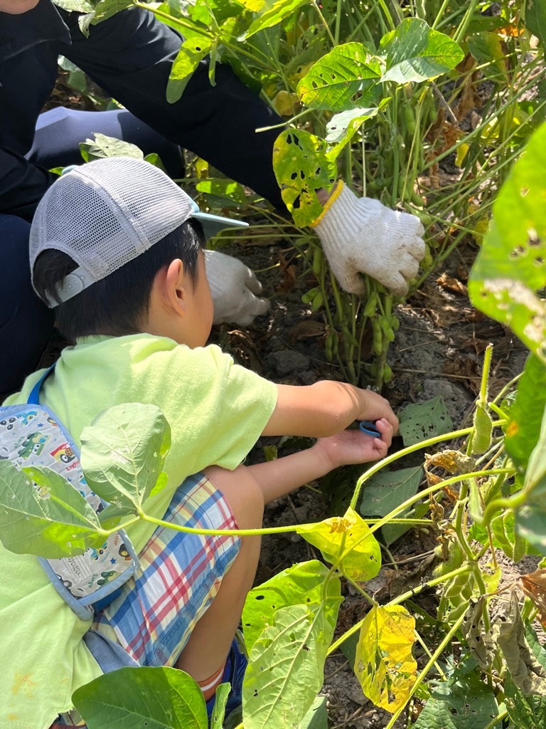 枝豆狩りの様子